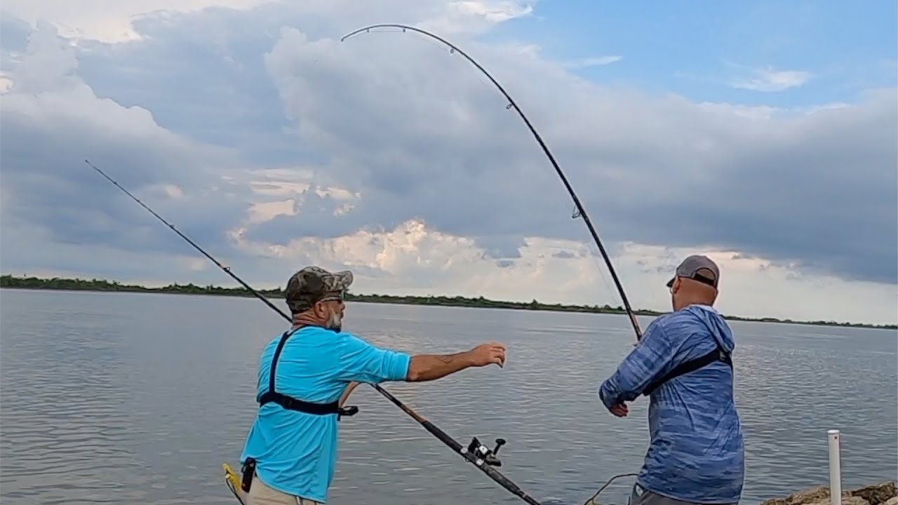 Massive Saltwater Catfish Catch Clean Cook