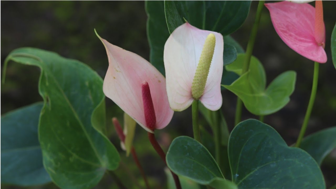 Repotting my Anthurium with an unique potting mix //অ্যনথারিয়াম-এর জন্য নতুন ধরনের সংমিশ্রণ 😀