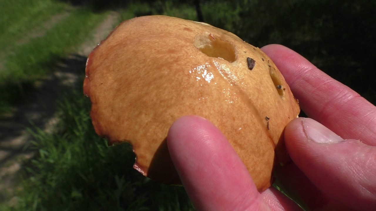 FIRST MUSHROOMS OF JUNE 2026. HOORAY, THE SEASON HAS BEGUN!