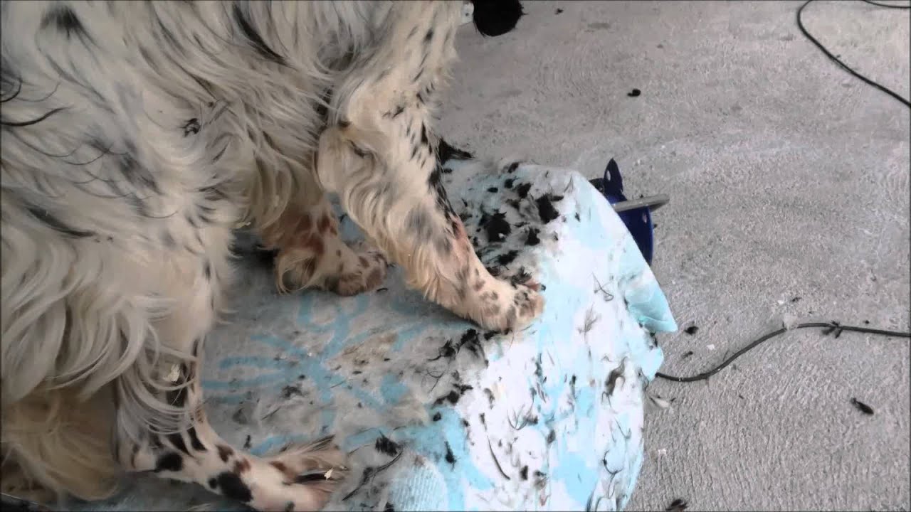 MOSTRAMOS UN PEQUEÑO VIDEO SOBRE EL CORTE DE PELO DE UN SETTER