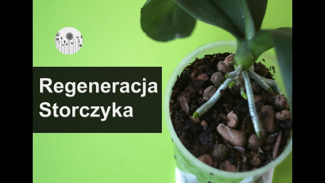 Jak reanimować, odżywić storczyka? Co zrobić, by zregenerować korzenie storczyków?
