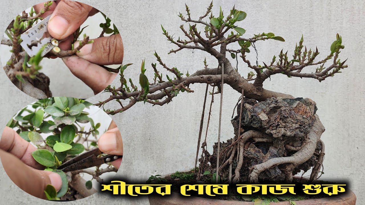 Bonsai work begins at the end of winter