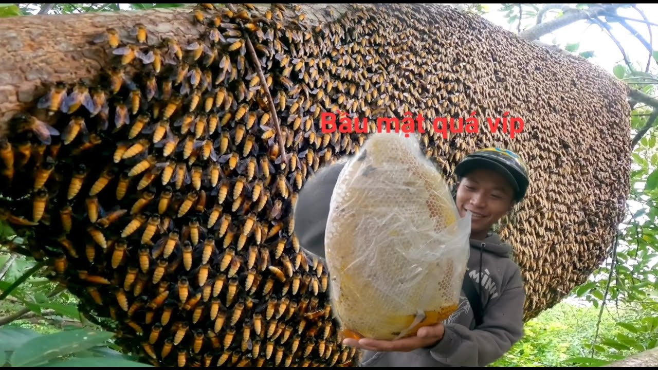 Ngày luồn những tổ ong khủng tổ nào cũng bầu mật bít voi cục đã