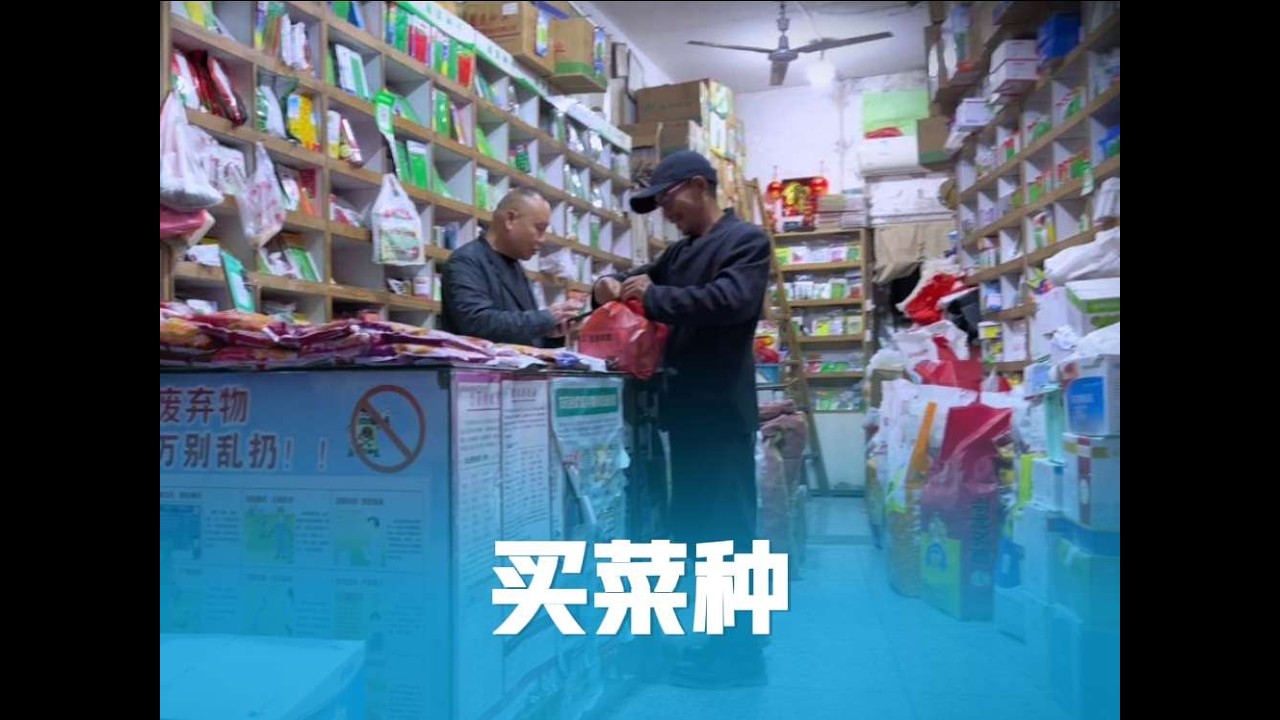 40几年老菜农怎么买种？移栽时间把控好，避免血本无归