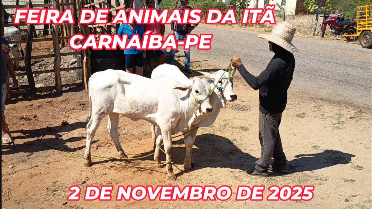 Feira de animais da Itã, Carnaíba-PE (02/11/25)