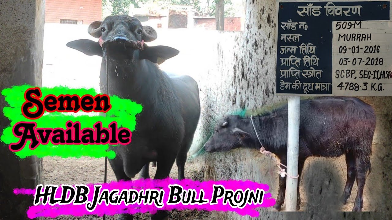 #HLDB_जगाधरी_Bull top Result #semen Available #M_509_118757