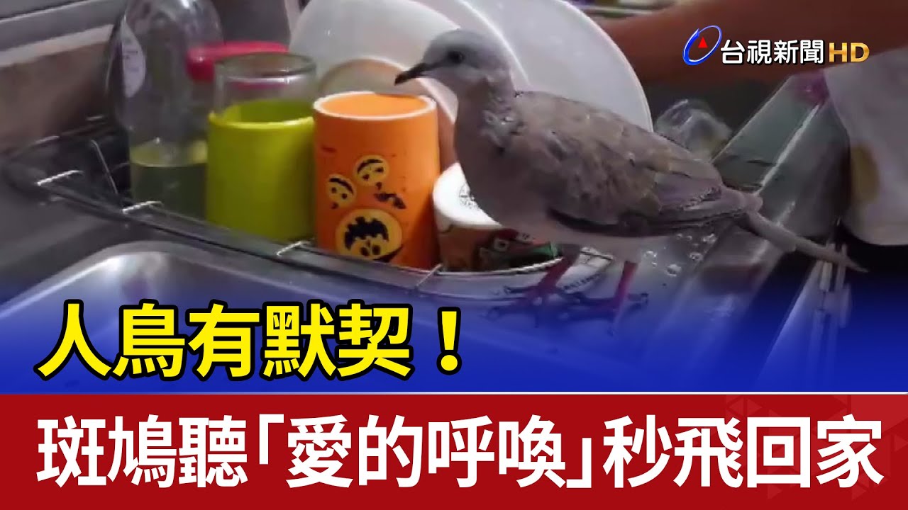 人鳥有默契！ 斑鳩聽「愛的呼喚」秒飛回家