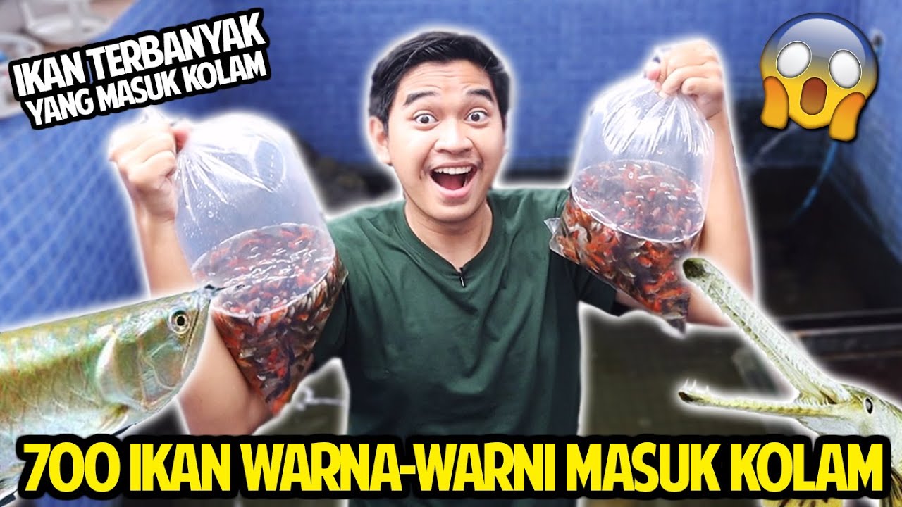 700 EKOR IKAN WARNA-WARNI MASUK KOLAM! LANGSUNG DIMAKAN IKAN PREDATOR DAN KURA-KURA!