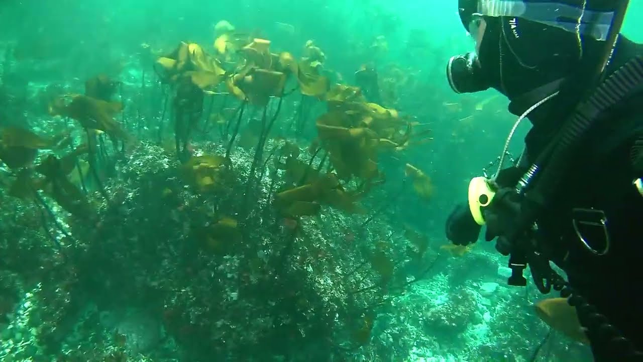 Kelp Diving