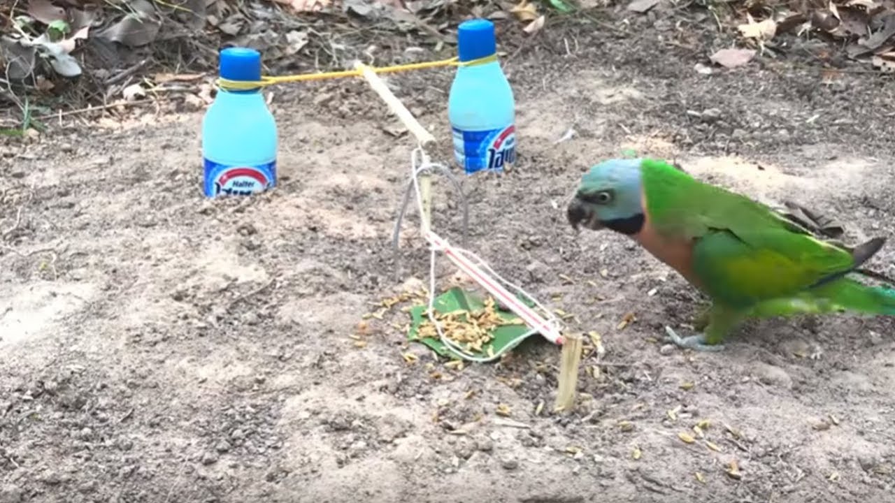 Easy Parrot Bird Trap Make From Pen and 2 Bottles - Technology Parrot Bird Trap