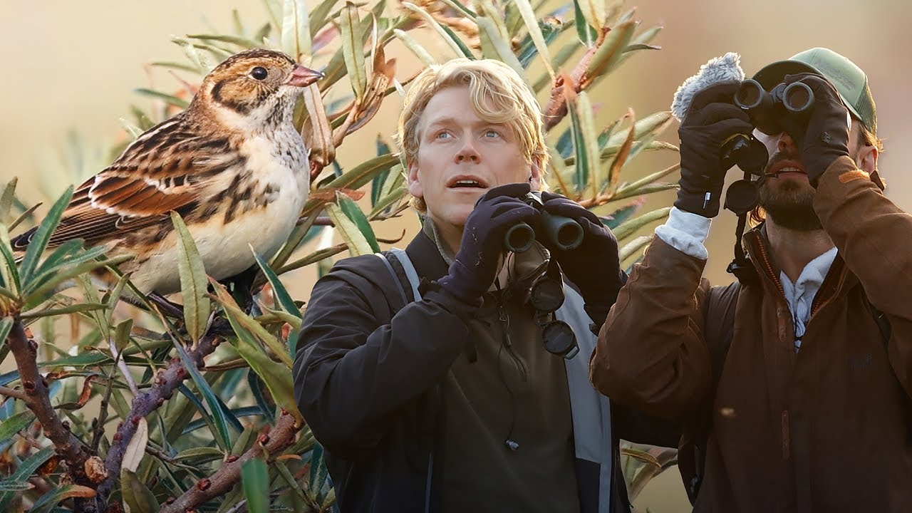 IJSGORS! Vogeltrek in de herfst op Schiermonnikoog