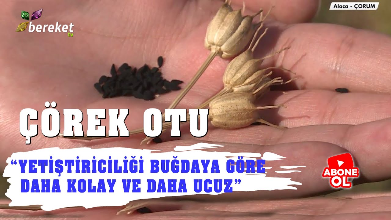 Toprağın Şifası - Çörek Otu Şifası ve Yetiştiriciliği