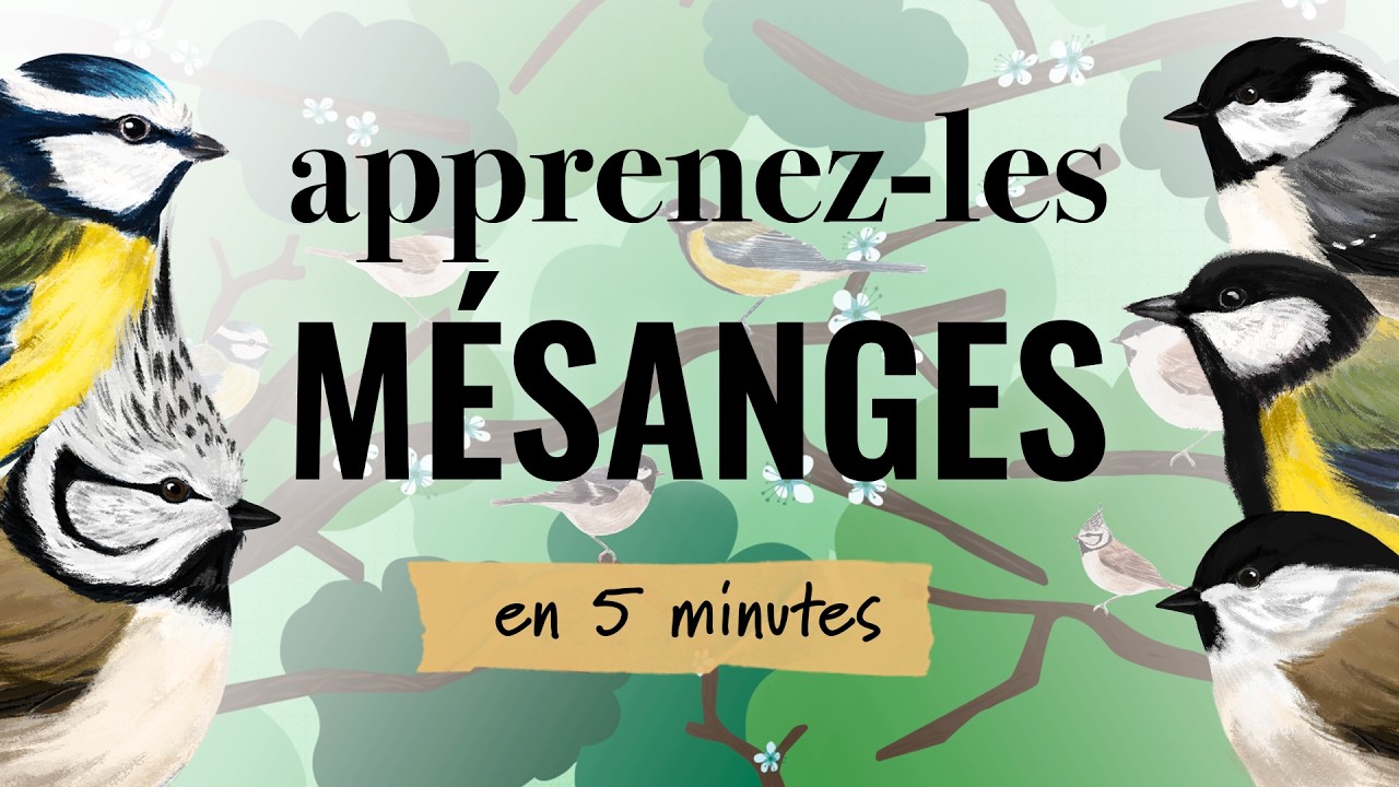 Identifiez les mésanges | Apprenez-les tous #13