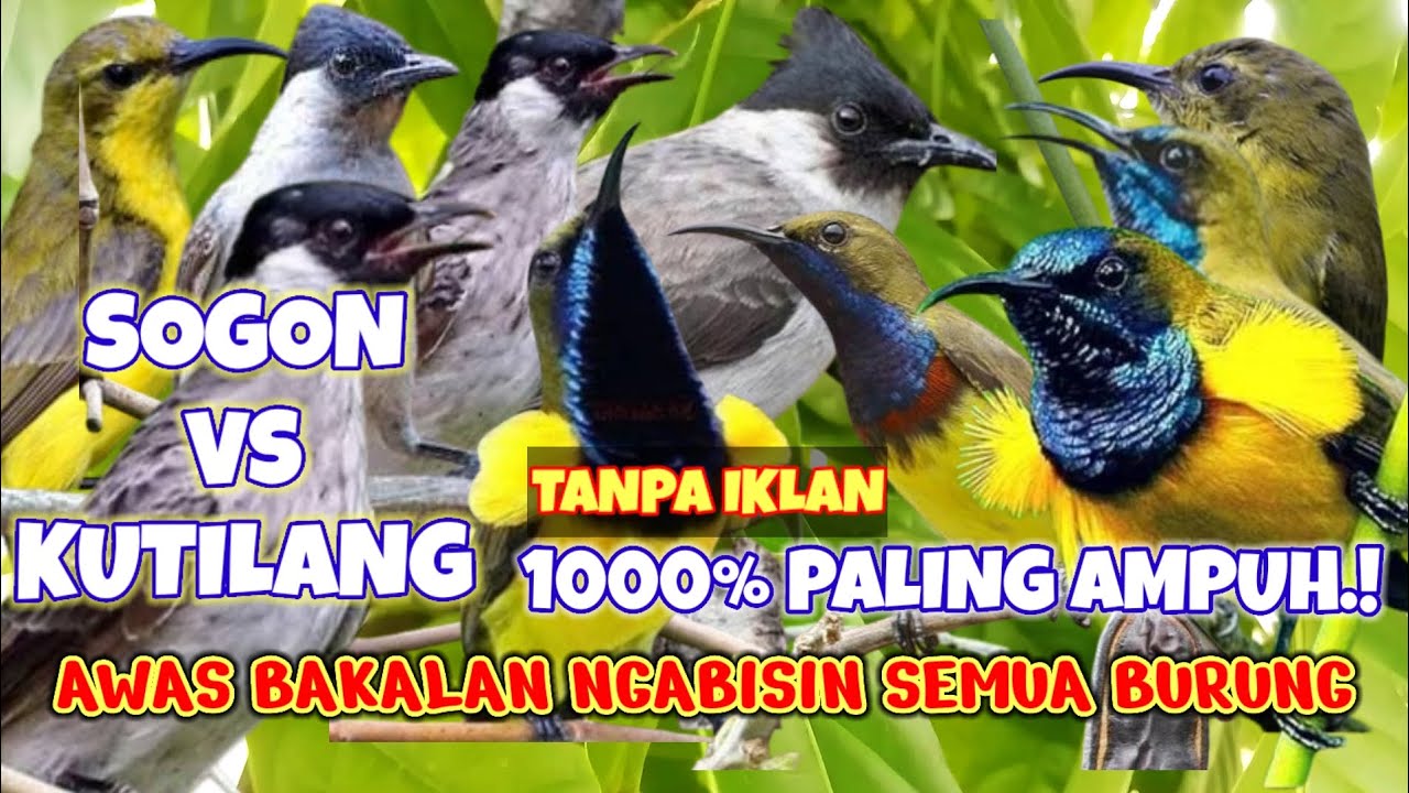suara pikat burung sogon paling ampuh mp3 || sogon vs kutilang ribut