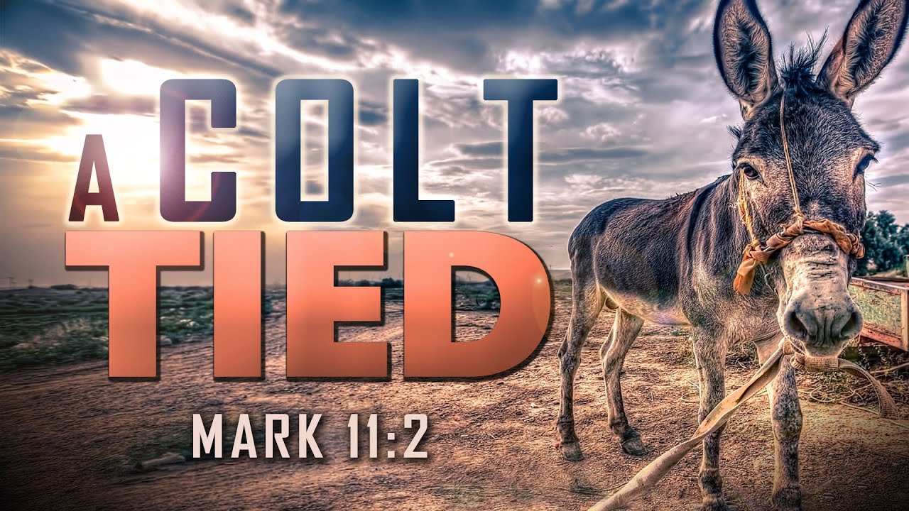 A Colt Tied - Pastor Stacey Shiflett