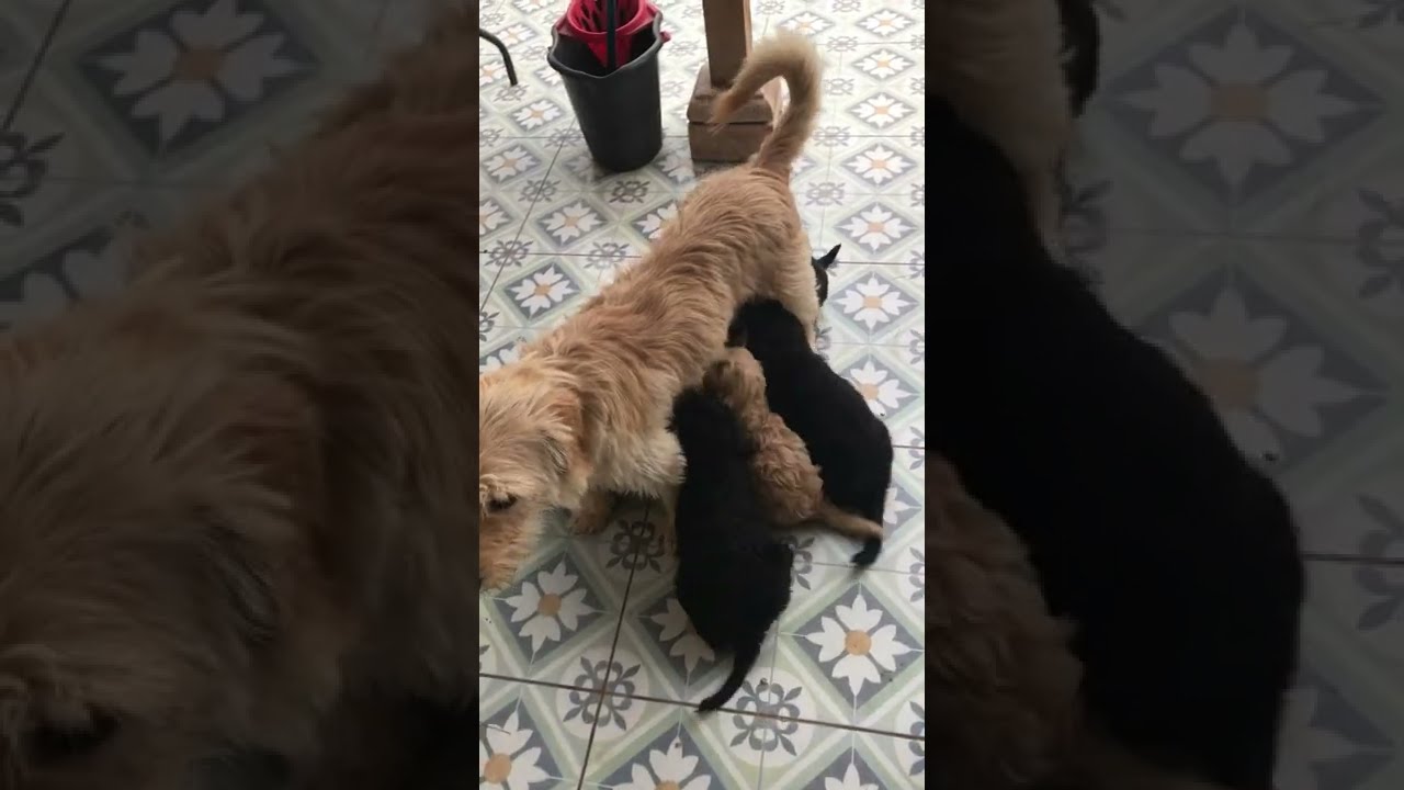 Cachorros mamando a su madre Aurora