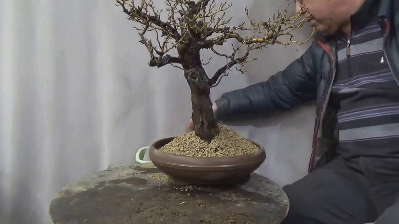 Hawthorn Bonsai repot. Long version because we explain how to trim.