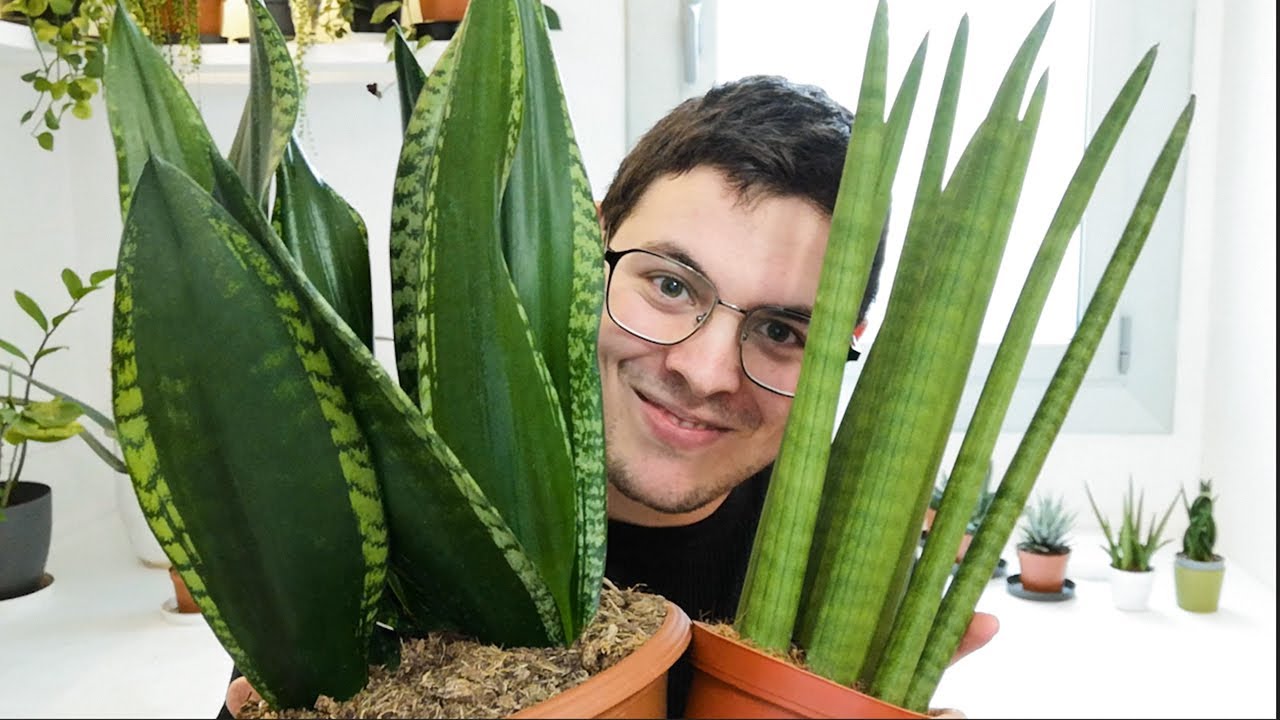 TOP 8 Plantas SUCULENTAS para INTERIOR (muy resistentes)