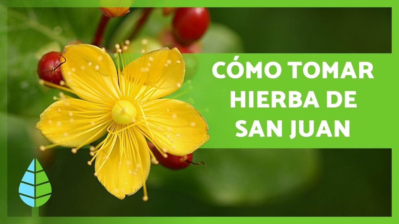 HIP&Eacute;RICO o HIERBA de SAN JUAN 🌼🌿 &iexcl;Propiedades, BENEFICIOS y C&oacute;mo Tomarlo!