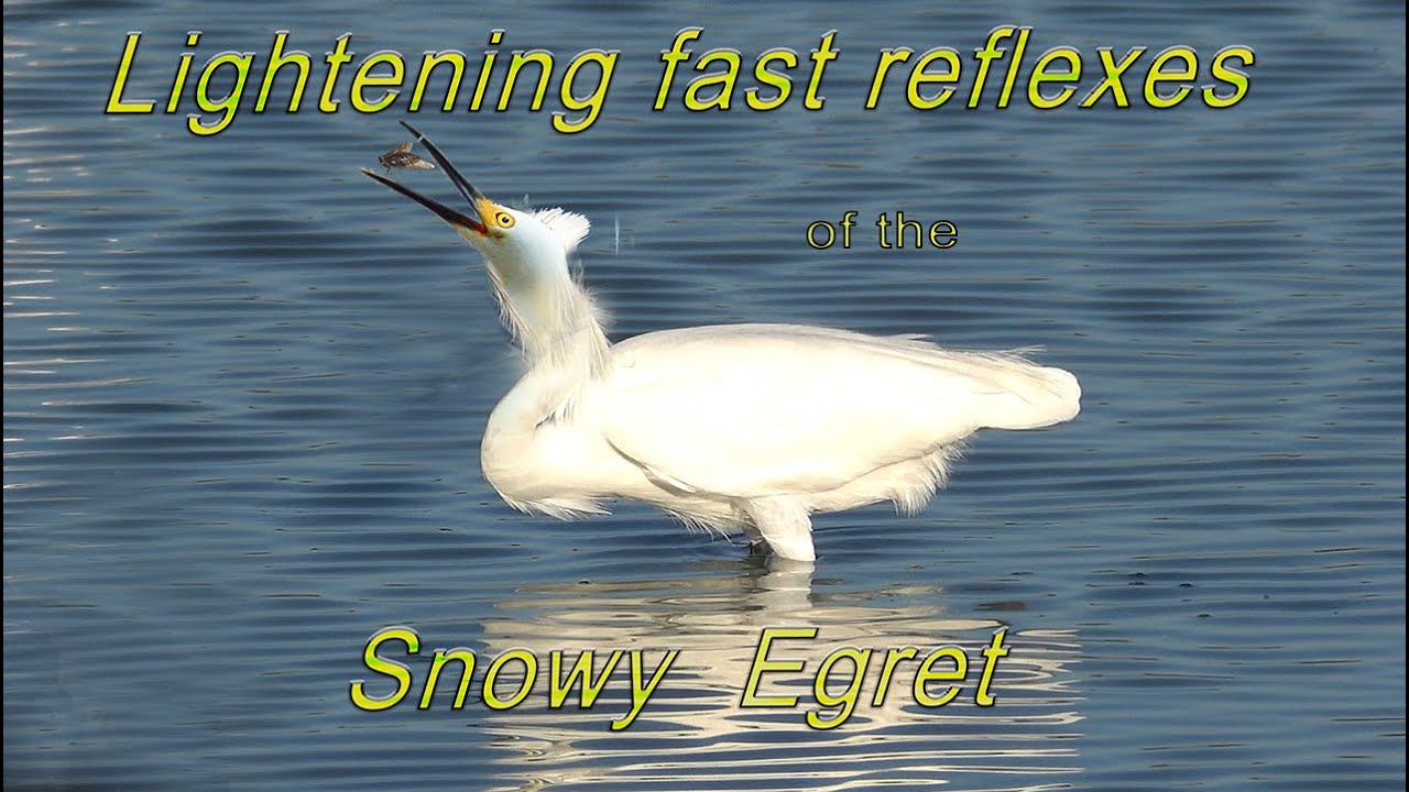 Snowy Egret Catches Fly