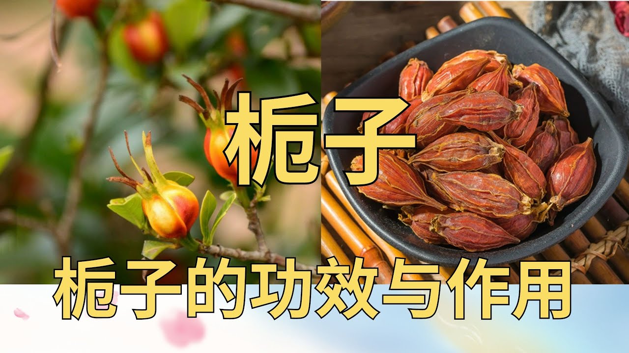 栀子的功效与作用#栀子#气虚阴亏 #咳喘痰血 #虚热烦倦 #口燥咽干