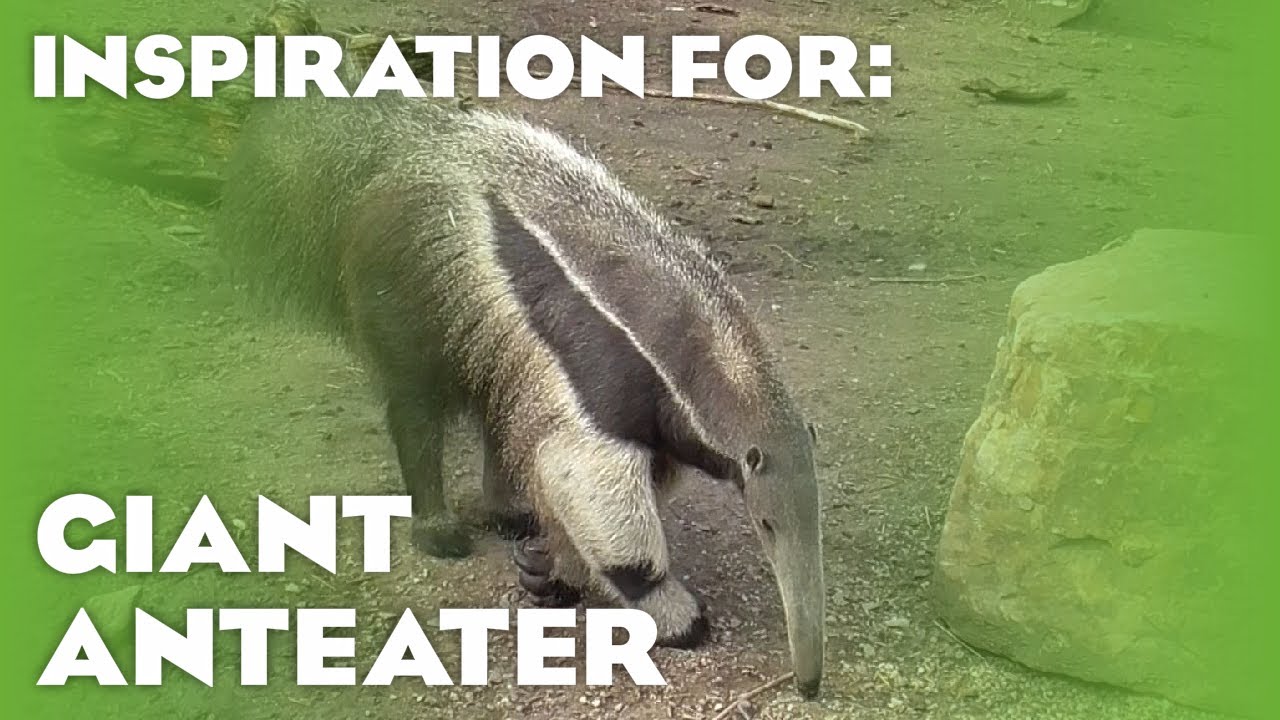 15 Real Giant Anteater Habitats! (Planet Zoo Inspiration)