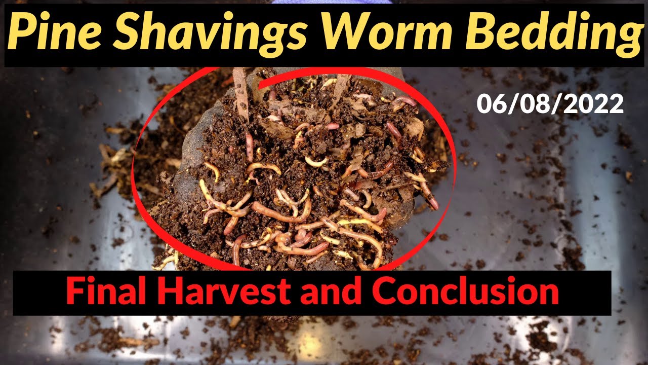 Pine Shavings Worm Bin - Final Harvest! 06/08/2022