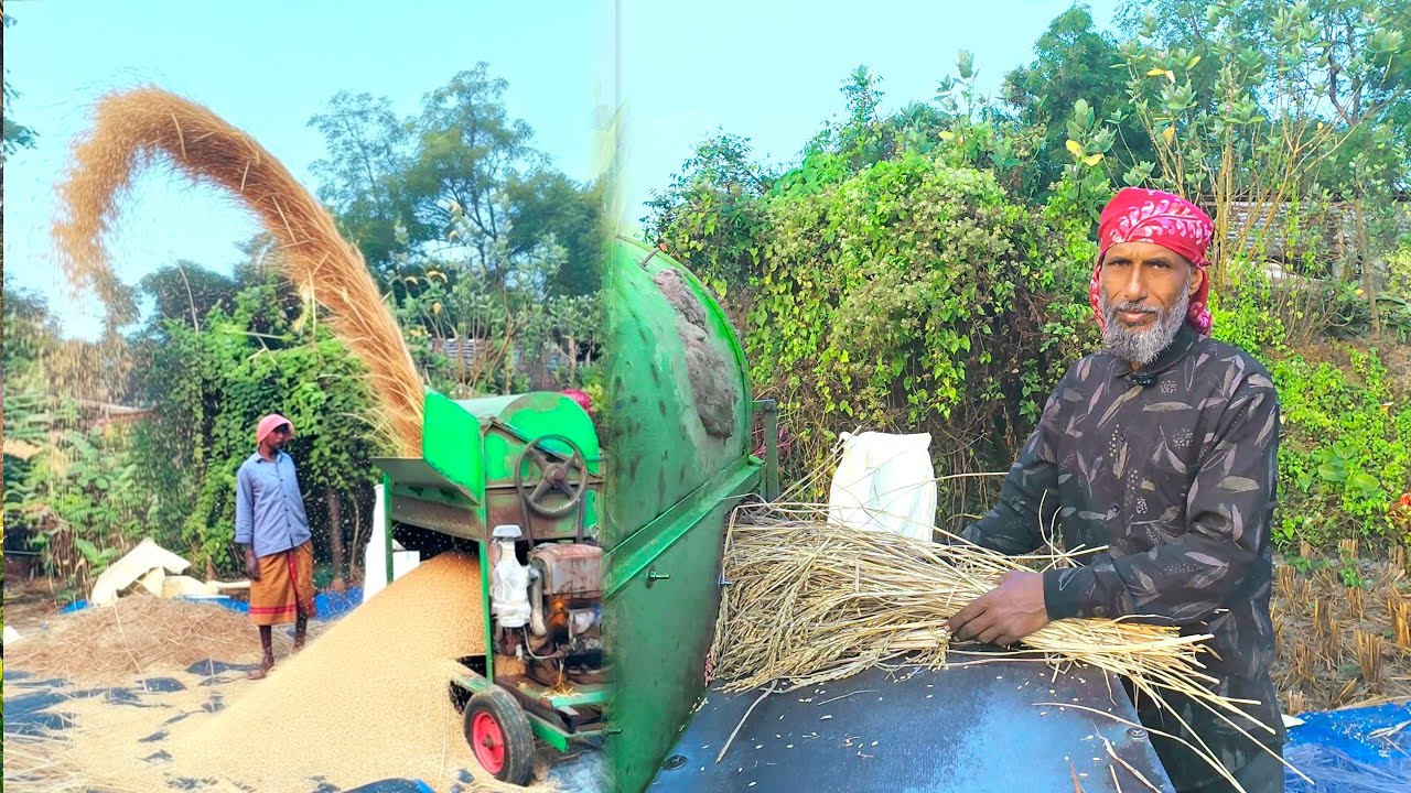 “১ ঘন্টায় বস্তা বস্তা ধান ঝাড়াই! ফুকো মেশিনের ক্ষমতা দেখলে চমকে যাবেন 😱🌾” PaddyHarvest | Paddy