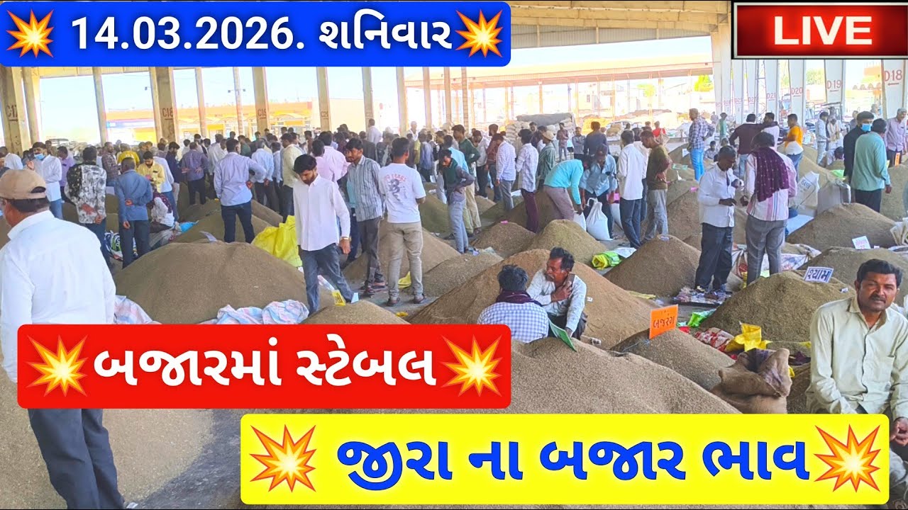 🔴 live નવા જીરા ના બજાર ભાવ આજના જસદણ માર્કેટિંગ યાર્ડ,new cumin auction price today,March 14, 2026
