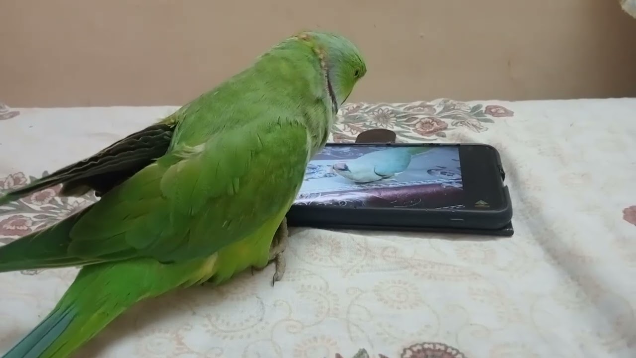  Ringed parrot 🦜 papa , beti , mumma bol rha hai # parrotax #