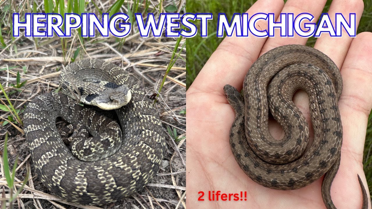 Michigan salamanders and lifer Hognose!! Herping 2023!