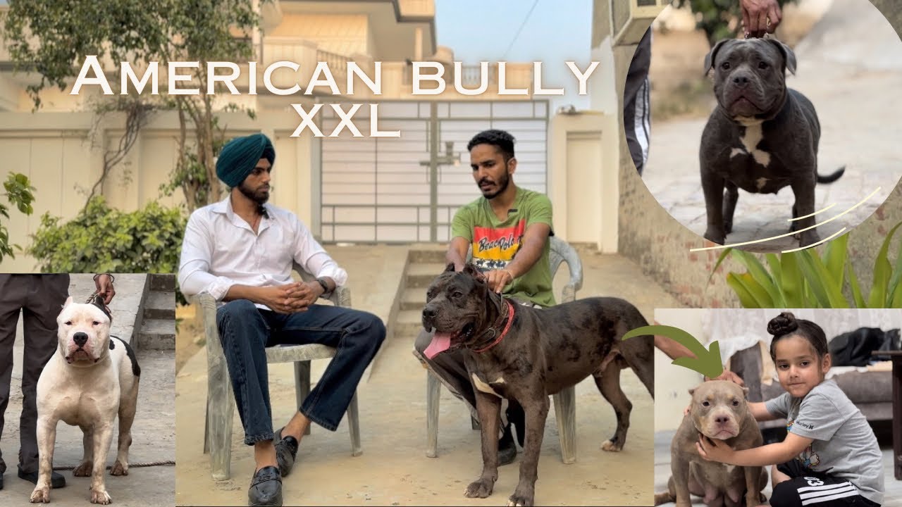 EXOTIC AMERICAN BULLY XXL‼️| UNIQUE MICRO BULLY PUPPIES AVAILABLE 😱| OTHER BREEDS VS AMERICAN BULLY🔥