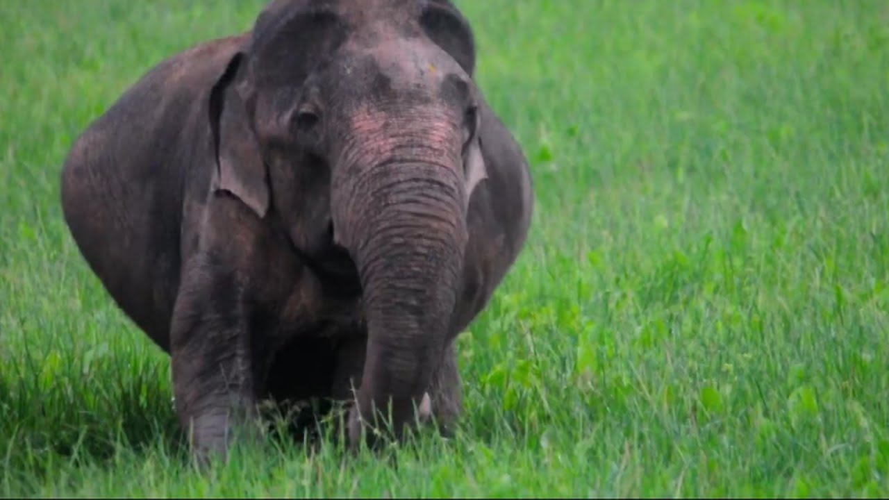 The Pregnant mother elephant is waiting for delivering her baby- Giant elephant video collection