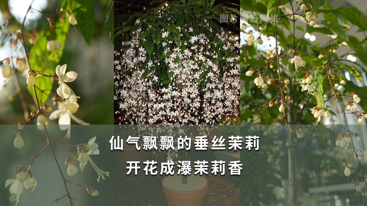 仙氣飄飄的垂絲茉莉，開成瀑茉莉香