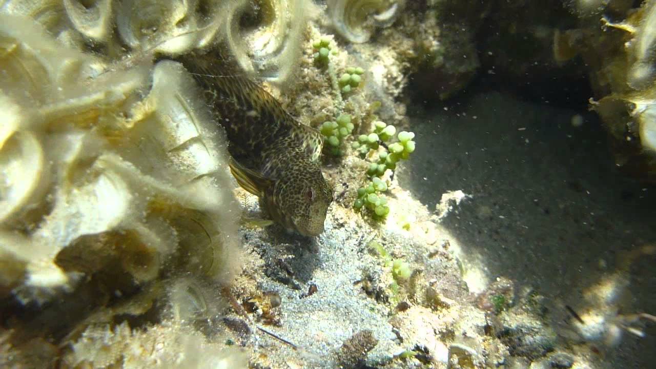 Ringneck blenny. Moma (Parablennius pilicornis)