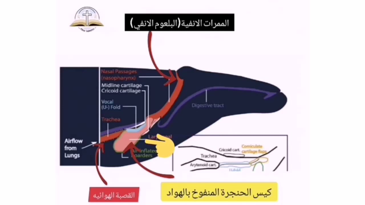 3D ازاي عاش يونان في بطن الحوت