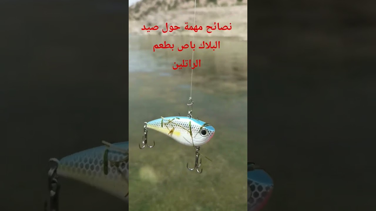 احسن طعوم الصيد خصوصا البلاك باص