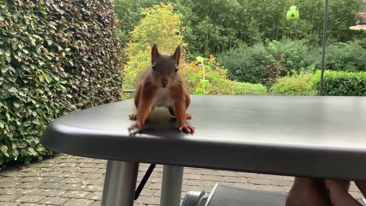Eichhörnchen „Fin“ hat mal wieder Hunger , Squirrel „Fin“ is hungry