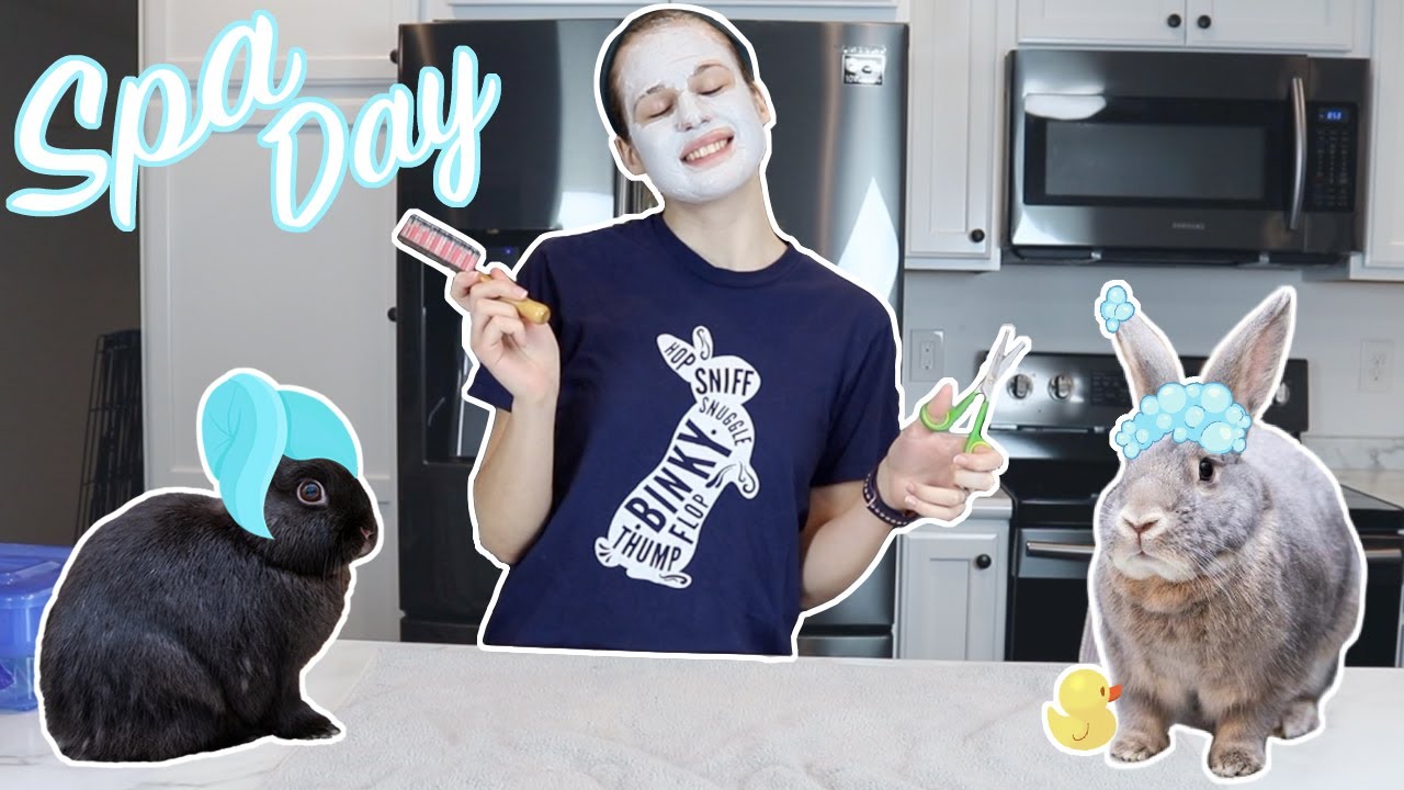 Giving my Rabbits a Spa Day