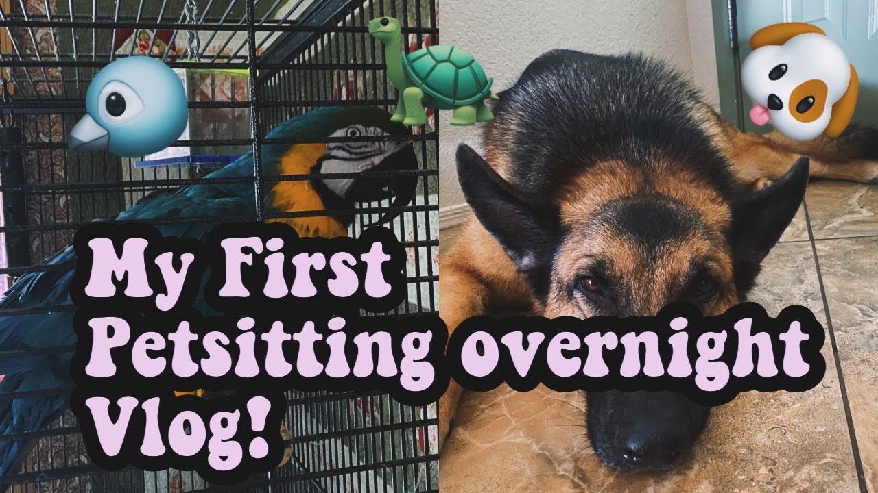 VLOG: MY FIRST TIME PET-SITTING OVERNIGHT!