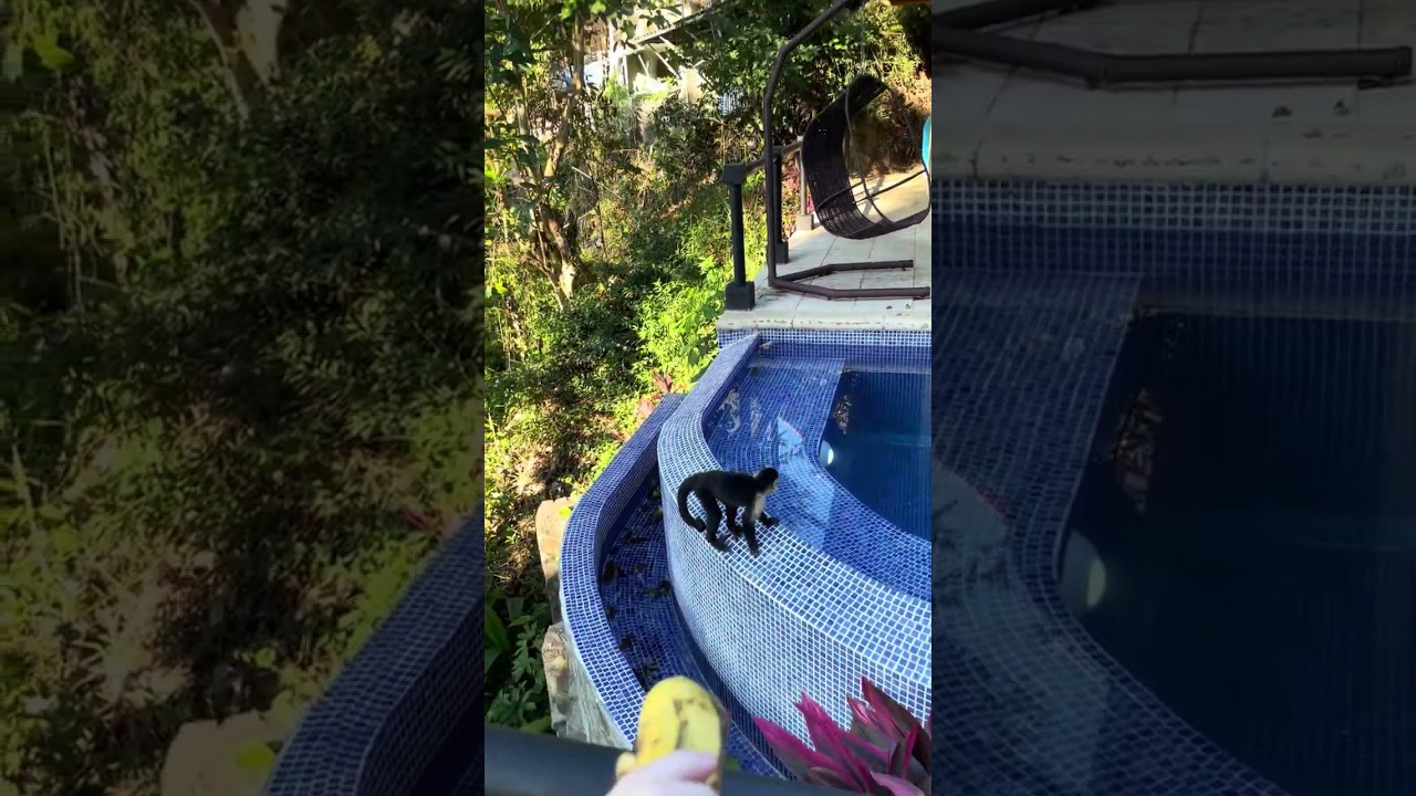 Monkeys visit us at our Our AIRBnb in Jaco, Costa Rica 🇨🇷