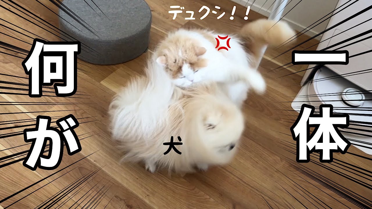 仲良しだったのに突然猫がキレて犬が落ち込んじゃいました...