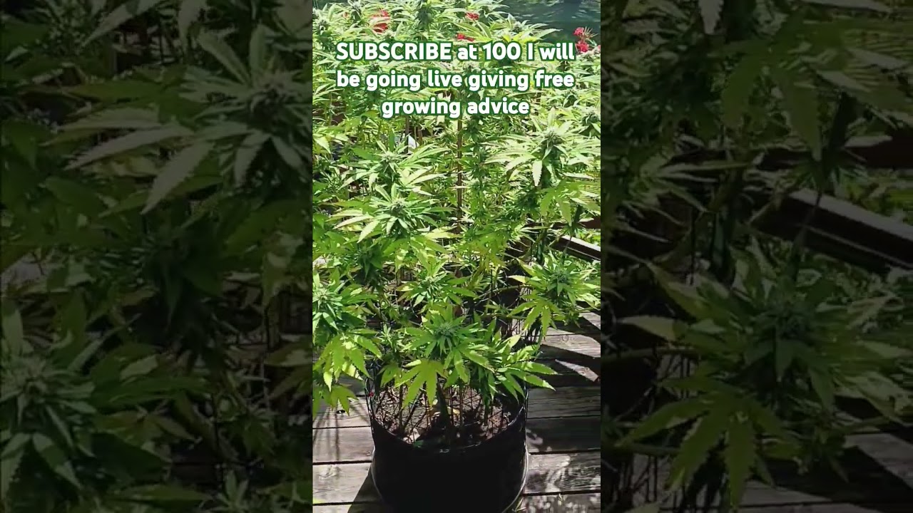 Stacked Colas &lrm;⁨@HerbiesSeeds420⁩&nbsp; This could be your genetics. #cannabiseducation #420 #homegrown