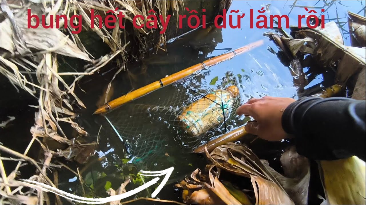 PThăm lờ 1 cái dính 7 con cá lóc và cá rô khủng và được chú ủng hộ cá