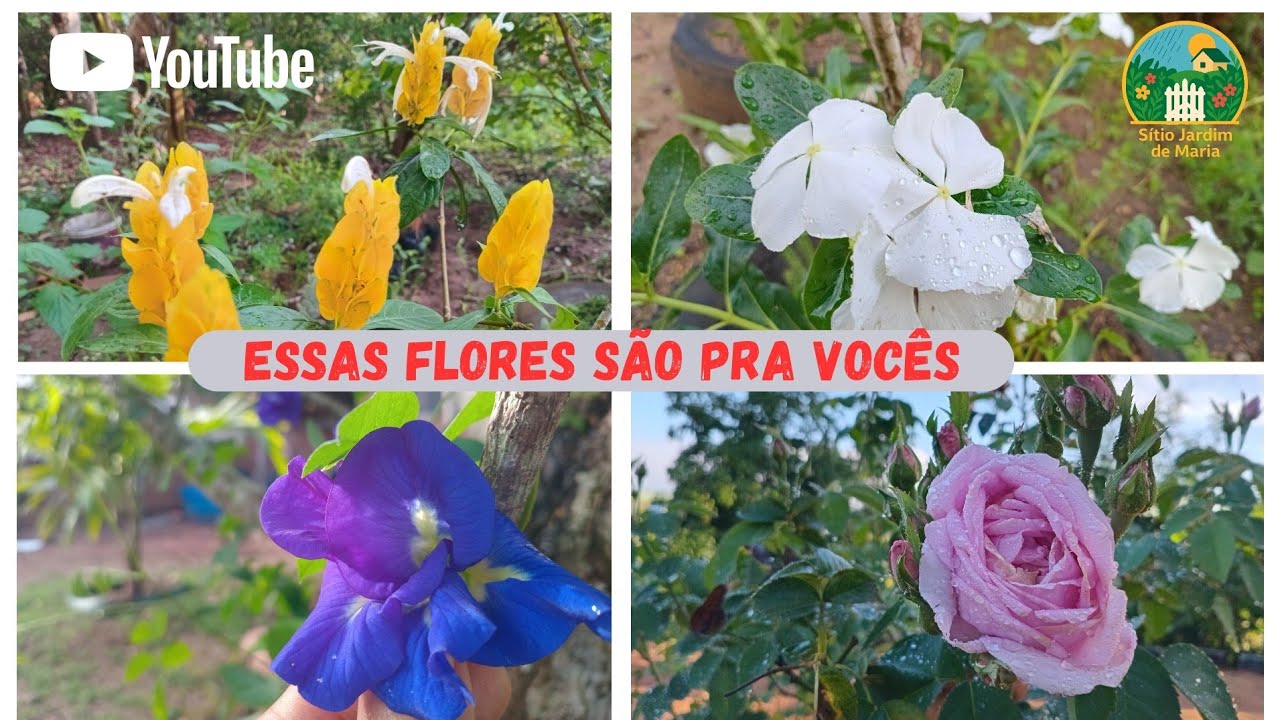 OFEREÇO ESSAS FLORES DO MEU JARDIM A VOCE MULHER