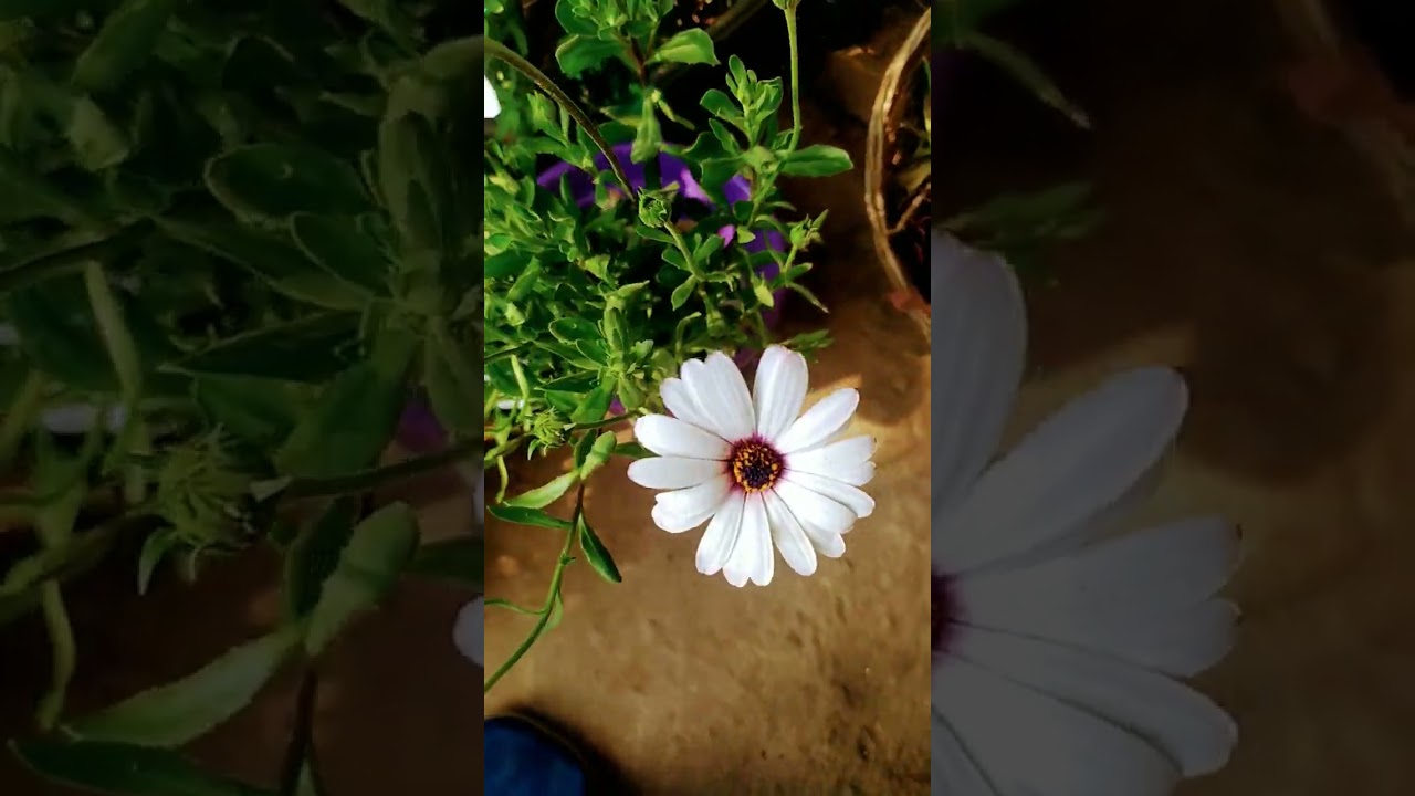 beautiful white flowers blooming 💮🌸🥰🤩