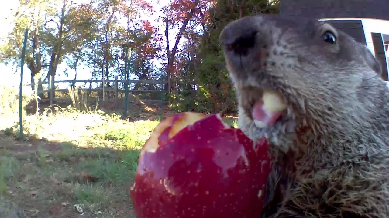 Chunk Lip Smacking an Apple - Season 1
