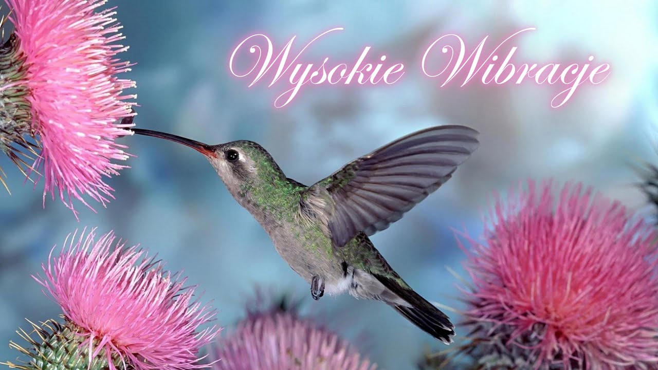 ⭐ Syberia [LSO] Wysokie Wibracje Mix 4 [TDW] ⭐