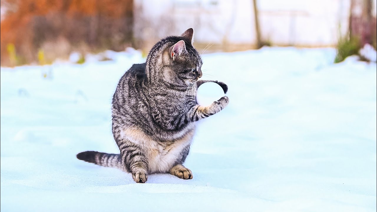 Funny Cats in the Cold  |  No AI, No Music &mdash; Cool Cats Snow Fun