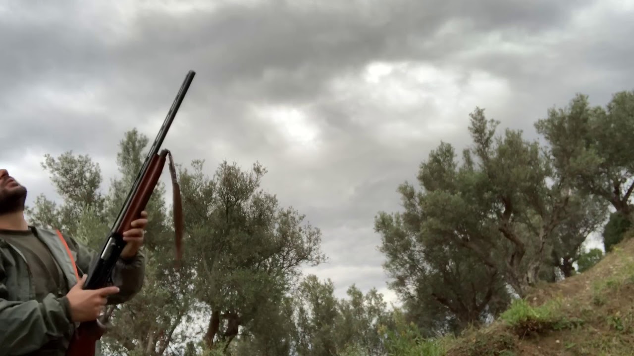 Caccia passione tordi, con fucile Benelli Centro calibro 12, Merlo abbattuto Calabria